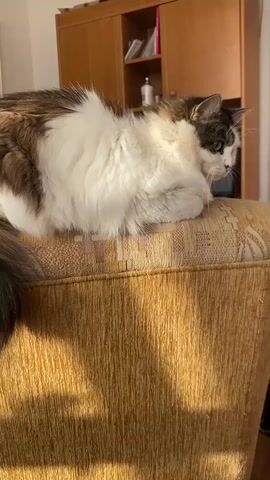 A long-haired calico cat with white, brown, and black patches is lying on a textured couch. The cat is looking to the right, with its paws tucked beneath its body. Sunlight streams in from the right, illuminating the cat's fur and casting shadows on the couch. In the background, a wooden cabinet with shelves is visible, holding various items, and a painting hangs on the wall. The scene appears to be indoors, likely in a living room.