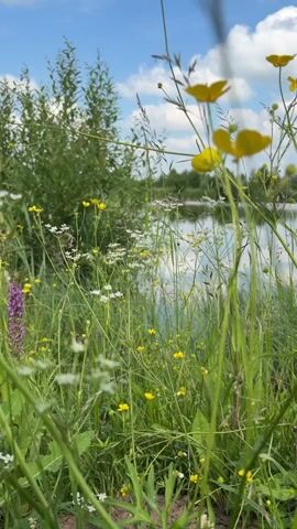 The video shows a low-angle shot of a grassy area filled with wildflowers. In the foreground, the camera is positioned amongst tall green grass and various small flowers, including yellow buttercups and small white flowers, as well as a single stalk of purple flowers. Slightly out of focus in the midground, more yellow and white flowers are visible. In the background, a body of water, likely a lake or pond, reflects the sky and surrounding trees. The sky above is blue with scattered white clouds, and a few trees and bushes are visible on the far bank of the water. The overall scene is natural and depicts a peaceful outdoor environment. There are no people or animals visible in the video. The camera remains static throughout the short clip.