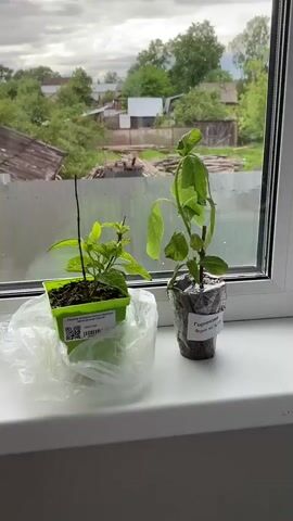 The video shows two small potted plants sitting on a white windowsill. The plant on the left is in a green square pot with a label that reads "Forsythia viridissima Kumsum Форзиция темно-зеленая кумсом" in Russian. A small, thin, dark stick is in the pot alongside the plant. The pot is sitting on a clear plastic bag. The plant on the right is in a clear plastic cup with a white label that reads "Гортензия" (Hydrangea) in Russian. The leaves on this plant appear slightly droopy. Outside the window, there's a view of houses and trees under a cloudy sky. A metal fence is also visible in the background. The camera zooms in slightly on the Forsythia plant.