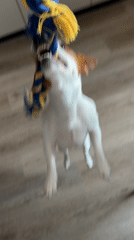 Moscow resident documents morning with Jack Russell Terrier companion