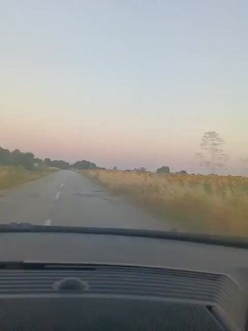 The video shows a view from inside a car driving down a paved road. The sky is a pale pink and blue, suggesting it is either sunrise or sunset. On the right side of the road, there is a field of sunflowers. On the left side, there are trees and some vegetation. The road has a white dashed line down the center. The dashboard of the car is visible in the foreground.