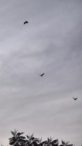 The video shows several bats flying against a cloudy, gray sky. One bat is visible in the upper left corner of the screen. Another bat is in the center of the screen, and a third bat is in the lower right corner. The bats are silhouetted against the sky, making it difficult to discern any details about their appearance. The clouds are a mix of light and dark gray, suggesting that the weather is overcast. A dark, geometric object, possibly a building or structure, is visible in the upper left corner of the screen in the final frame.
