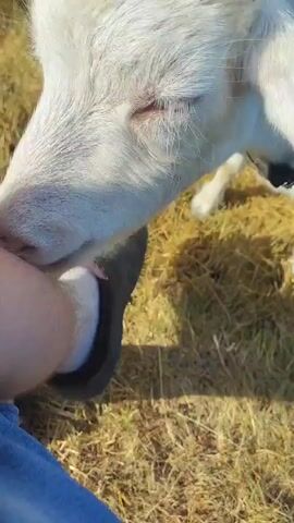 The video shows a close-up of a white goat's head in a field of dry grass. The goat's snout is prominently featured, and it appears to be sniffing or tasting the leg of a person, whose jeans and shoe are visible in the lower left corner of the frame. The goat's pink nose and mouth are clear, and its long white fur is also visible. The background is blurred, but appears to be a sunny outdoor environment with more dry grass and some sunlight casting shadows. The overall impression is of a friendly interaction between the goat and the person. There is no visible text in the video.