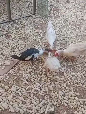 A mixed group of chickens and ducks are gathered around a feeder on a ground covered with what appears to be peanut shells. The scene is outdoors, with a fenced enclosure visible in the background, along with trees and vegetation. The animals are actively eating from the feeder, with some birds in focus and others further away. The lighting suggests it is daytime.