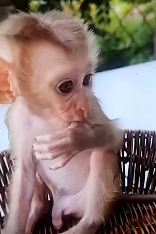 A close-up video shows a baby monkey sitting in a wicker basket. The monkey has light brown fur, large dark eyes, and is holding its hand to its mouth, appearing to be sucking on its fingers. The background is blurred, with hints of green foliage suggesting an outdoor setting.