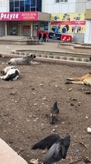 Ordinary evening moments captured across Birobidzhan city center