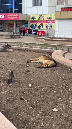 Ordinary evening moments captured across Birobidzhan city center