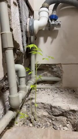The video shows a close-up view of plumbing pipes and a concrete floor with several small green plants growing through cracks in the concrete. The pipes are made of light-colored plastic and appear to be part of a plumbing system. One pipe is vertical, and another is horizontal, connected by elbows. Above the horizontal pipe, there is a white pipe with a gray rubber hose attached, leading to a fixture with a blue valve. The wall behind the pipes is tiled, with some areas of exposed concrete and plaster. The plants are young and have delicate green leaves, reaching upwards towards the light. The scene appears to be in an unfinished or damaged area, possibly a basement or utility room, where nature is finding a way to grow.