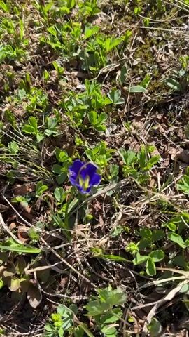 The video shows a close-up view of a single small purple flower with a yellow center, surrounded by green plants and dry leaves. The camera pans slowly across the scene, capturing the texture of the ground and the delicate petals of the flower. The lighting suggests it is daytime and outdoors.