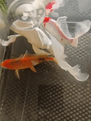CT scans, koi tanks, and packed parking lots at an Indonesian clinic