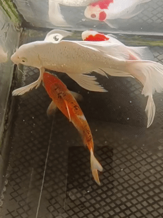 CT scans, koi tanks, and packed parking lots at an Indonesian clinic