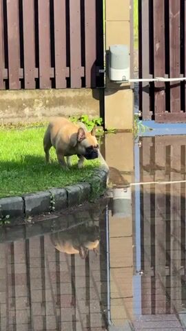 A fawn-colored French bulldog is shown drinking water from a large puddle in front of a wooden fence. The puddle reflects the fence and a portion of a brick walkway. In the distance, a dark orange basketball floats in the water. The fence appears to be part of an automatic gate system, with a motor visible on the left side. The ground is grassy to the left of the puddle, and the overall environment appears to be outdoors on a sunny day.