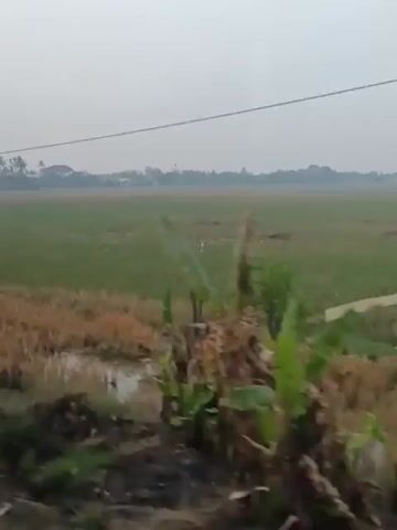 The video shows a view of a rural landscape from a moving vehicle. In the foreground, there are dry stalks of harvested crops and some green foliage, possibly banana plants. Beyond this, a vast green field stretches into the distance, with some patches of water. In the mid-ground, a flock of white birds, likely egrets, are visible in the field. In the far distance, there is a line of trees and some buildings, suggesting a village or town. The sky is overcast and hazy. The overall impression is of an agricultural area under a dull sky.