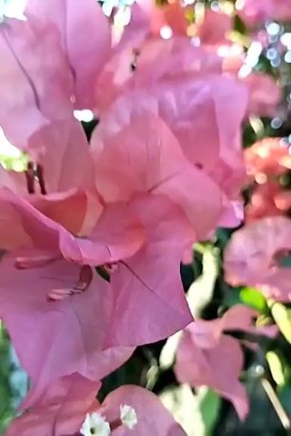 The video shows a close-up of a pink bougainvillea bush with a mix of lighter and darker pink flowers. The camera then pans up and to the right, showing more of the bush and some green trees behind it. The camera continues to pan upwards, revealing the roof of a building and sunlight streaming through the trees in the background. The overall scene suggests a sunny day with lush vegetation.