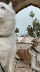 Dogs and cat gather in historic Jaffa stone archways