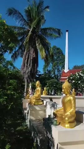 The video pans across a Buddhist temple courtyard under a clear blue sky. In the foreground, several golden Buddha statues are arranged on tiered platforms. A tall, white crematorium chimney stands prominently in the background, next to a red-roofed temple building. Lush green trees, including a large palm tree, surround the temple. The camera movement is smooth, offering a panoramic view of the serene and spiritual setting. There are no people visible in the video.