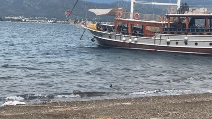 Boats anchor near Fethiye beach as ducks swim nearby