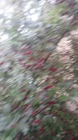 The video shows a close-up view of branches laden with ripe red cherries. The camera is positioned low, looking upwards through the foliage. Sunlight filters through the leaves, creating a dappled effect. Some of the cherries appear to have water droplets on them, suggesting it may have recently rained. The overall impression is of an abundant cherry harvest in a natural setting.