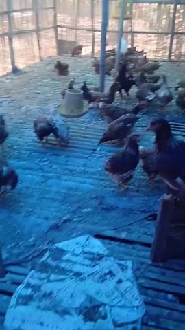 A large group of chickens are inside a coop with a dirt floor covered by a blue tarp. There are wooden fences and a metal feeder. The chickens are of various colors, including brown, black, and white. Some of the chickens are standing, while others are walking or pecking at the ground. The video is shaky and appears to be filmed by someone walking through the coop.