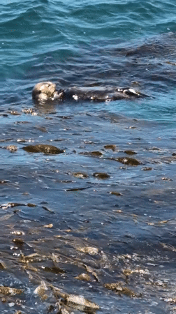 Sea otters and street scenes from a Monterey evening