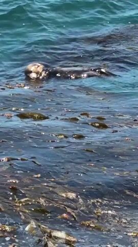 A sea otter floats on its back in the ocean amidst a kelp forest. The otter is holding a small object, possibly food, in its paws and appears to be eating it. The water is a deep blue-green and appears to be calm with gentle waves. The kelp is dark green and brown, forming a dense bed beneath the surface. The lighting suggests it is daytime, with sunlight reflecting off the water.