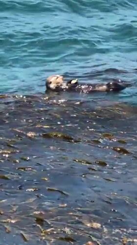 Sea otters and street scenes from a Monterey evening