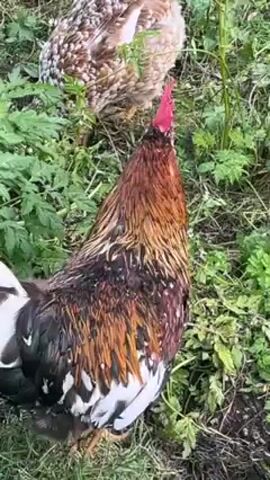 In a medium shot, two chickens are situated amongst dense green plants and grass.  A rooster stands out, with a glossy black and white tail, and speckled brown, black, and white body feathers.  It has a prominent red comb.  Behind it, a hen is partially obscured by vegetation; its feathers appear to be white and speckled brown. The rooster shakes its body feathers.