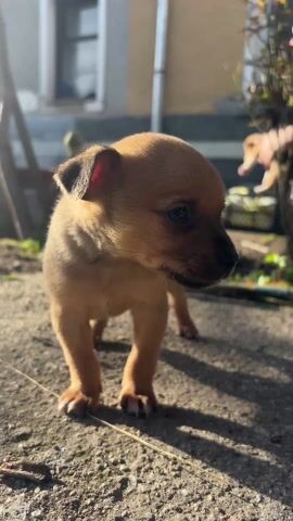 The video features a small, light brown puppy standing on a cracked concrete surface. The puppy has short legs and floppy ears, and it looks around curiously. In the background, there's a building with a window, some gardening tools, and a decorative object resembling a duck. The scene is brightly lit by sunlight, creating shadows on the ground. A person is heard speaking in the background, presumably directing the puppy. The puppy moves slightly but remains generally in place, observing its surroundings.