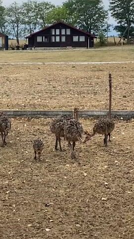 A group of ostriches are visible in an outdoor enclosure. The ground is dry and dusty with some scattered leaves. In the background, there is a rustic wooden building with multiple windows. The sky is overcast. Several ostriches, including some younger ones, are walking and pecking at the ground. One ostrich in the foreground is looking directly at the camera.