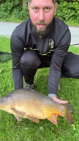 The video shows a man in a black tracksuit holding a large carp on a grassy lawn. He is kneeling and holding the fish with both hands, displaying it to the camera. The fish is a yellowish-brown color with grey scales, and is quite large. There is a fishing net visible in the background. The man looks at the camera, then turns to show different angles of the fish. He moves the fish around in his hands to show it off. The camera focuses closely on the fish's head and eye. The environment appears to be a park or grassy area with trees visible in the background.