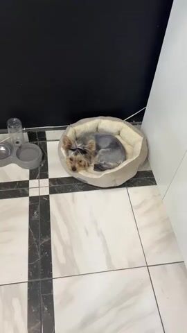 A small Yorkshire Terrier dog is curled up in a round, plush dog bed. The dog has gray and tan fur and is wearing a pink bow on its head. It is looking towards the camera with alert eyes. The dog bed is a light gray color with a cream-colored fluffy interior.

The dog bed is placed on a tiled floor. The tiles are large and have a white and gray marble pattern, with black grout lines. The floor is part of what appears to be an indoor setting. To the left of the dog bed, there is a gray dog bowl with a water bottle dispenser attached. Behind the dog bed and to the left, there is a black wall. To the right of the dog bed, a portion of a white surface, possibly a cabinet or another wall, is visible.

The lighting suggests it is daytime, likely indoors. The overall mood is calm and domestic. There is a small circular tag on the side of the dog bed with faint text that is difficult to discern, but it appears to be a brand logo. The scene is static, with the dog resting. The location is identified as Tiachiv, Ukraine, which is a town in western Ukraine.
