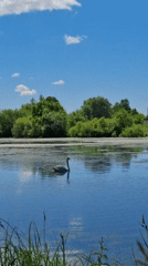 Swan feeds in Russian lake during morning hours