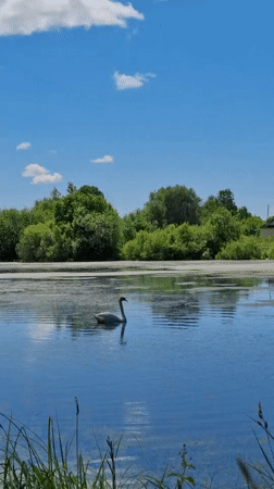 Swan feeds in Russian lake during morning hours