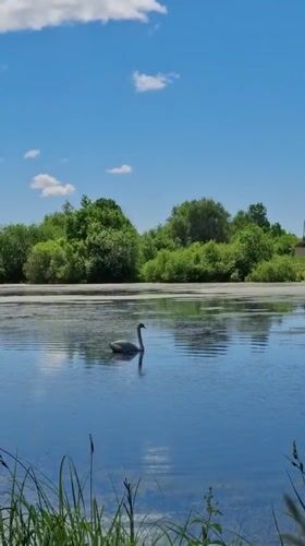 Swan feeds in Russian lake during morning hours