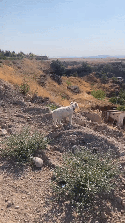 Dogs on a hilltop path above sun-baked Avanos