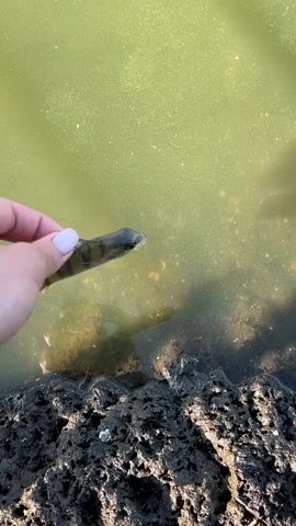 A person's hand, wearing a plaid sleeve, holds a small fish out over murky green water. The fish is dark with lighter stripes. The hand then moves the fish away from the camera, and it splashes into the water. The camera then shifts focus to show the water's surface, which is rippled and has a slight sheen. Dark, muddy ground is visible at the bottom of the frame.