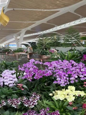 The video shows a large indoor garden within what appears to be an airport terminal. Several species of blooming orchids, including purple, white, and maroon varieties, fill the foreground, obscuring the view of a shallow pond in the center. Water fountains rise from the pond, creating arcs of water. The terminal's architecture is characterized by a high, arched ceiling with white structural supports and a wooden-panelled roof. Hanging gold-colored leaf-shaped sculptures adorn the ceiling.  A long, overhead sign is visible in the distance.  The scene is well-lit and the camera is steady.