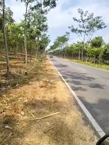 The video shows a paved road bordered by a grassy shoulder and a line of trees on both sides. The trees appear to be rubber trees, with their characteristic slender trunks and sparse foliage. The road is empty except for a distant car. The sky is partly cloudy, and the sun is shining, casting shadows on the road. The overall impression is one of a rural landscape.