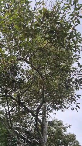 A durian fruit hangs from a tree. A person's hand is shown holding a piece of the fruit. The durian's shell is visible on the ground, surrounded by green foliage.