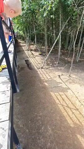 A young child leans over a railing, looking at a wild boar walking away down a dirt path. The boar is followed by a smaller piglet. The path is bordered by trees and the ground is covered in dirt and leaves. The sun casts shadows on the ground.