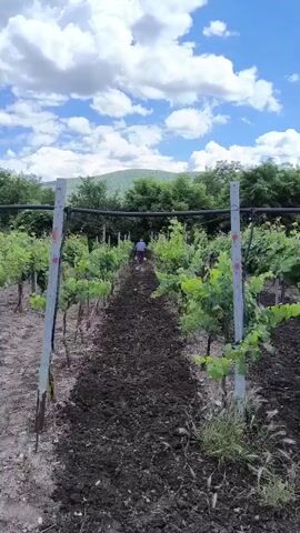 A person is working in a vineyard under a cloudy sky. The vineyard has rows of grapevines with green leaves, supported by stakes and wires. The ground in the foreground is tilled dark soil. The person is walking away from the camera down the center row of the vineyard. In the background, there are green hills covered in trees.