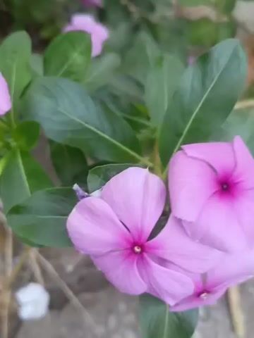 The video displays a close-up view of pink vinca flowers with green leaves. The flowers are in various stages of bloom, with some fully open and others still budding. The camera pans slightly, revealing more of the plant and its surroundings, which appear to be outdoors with a rocky or concrete surface visible in the foreground. The lighting suggests it is daytime. The video is short and focuses on the flowers.