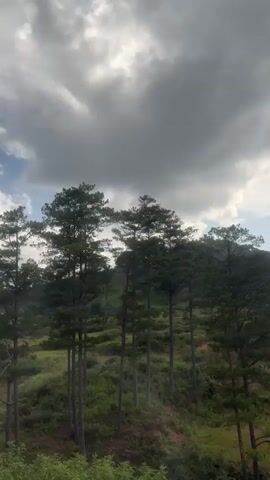 This is a vertical, outdoor video taken in a natural environment. The sky is filled with dramatic, grey clouds, with patches of blue sky visible in the upper left corner. The foreground features a dense growth of green trees and bushes. In the background, a hillside is covered with grass and scattered pine trees. The video shows a slow, panning motion from left to right, as if the camera is moving through the trees. No people or animals are visible.