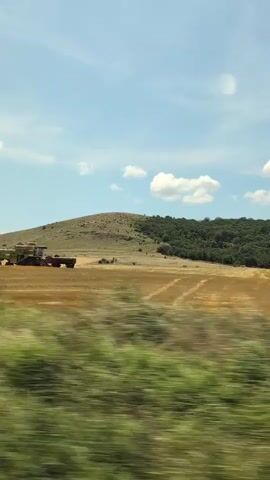 The video captures a pastoral scene in a rural landscape. In the foreground, blurred green foliage suggests movement, possibly from a vehicle. Beyond this, a vast field of dry, golden crops stretches towards a gentle, treeless hill under a bright blue sky dotted with white clouds. In the mid-ground, farm machinery is visible: a large combine harvester is positioned next to a red truck, suggesting active harvesting. Further to the right, a tractor is seen working in the field. The overall impression is one of agricultural activity in a sunlit, open countryside. The camera appears to be moving, indicated by the motion blur in the foreground vegetation.