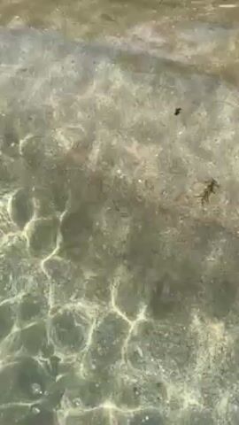 The video starts with a view looking down into shallow, clear water, revealing a sandy bottom. The perspective then shifts, rising to show a beach. Small waves wash onto the sand. The beach is composed of light-colored sand and features palm trees and thatched-roof structures with white umbrellas and seating. The sky is blue.