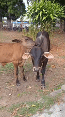 Young cows display grooming behavior in Tinaquillo, Venezuela