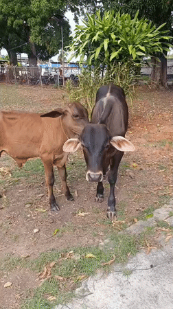 Young cows display grooming behavior in Tinaquillo, Venezuela