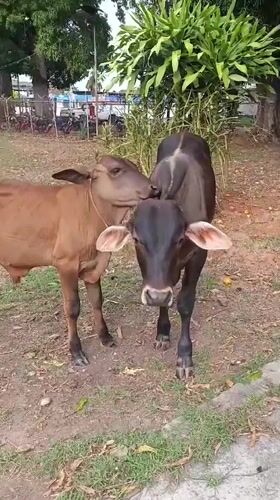 Young cows display grooming behavior in Tinaquillo, Venezuela