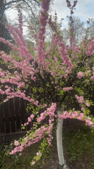 Spring blooms documented near International School of Riga