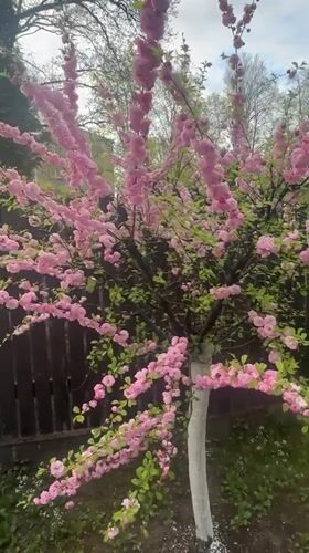 Spring blooms documented near International School of Riga